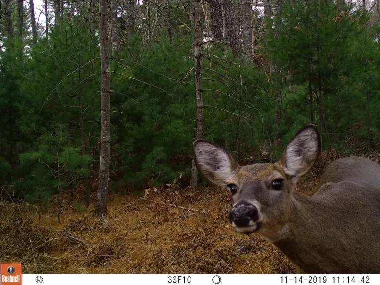 A white-tailed deer at SVT's General Federation of Women's Clubs of Massachusetts Memorial Forest in Sudbury, photographed with an automatically triggered wildlife camera by Craig Smith.