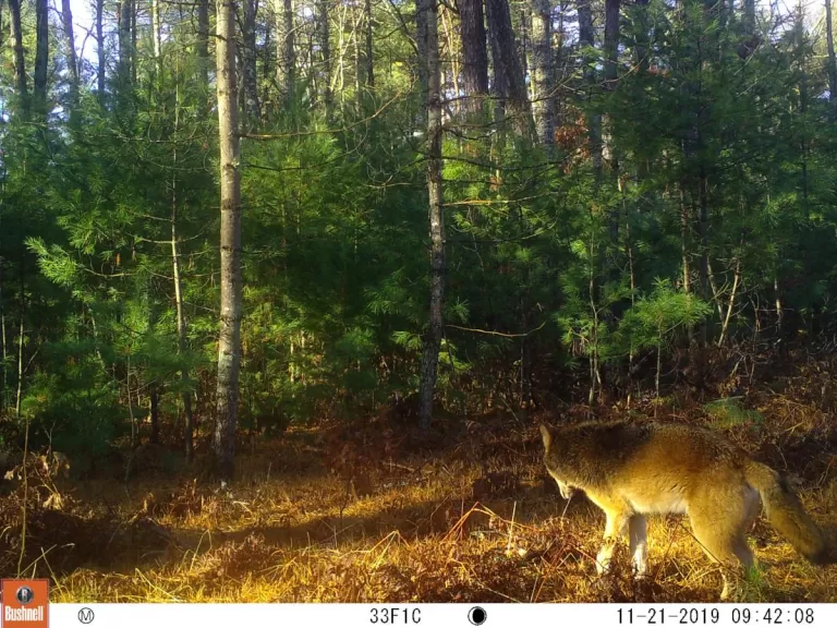 A coyote at SVT's General Federation of Women's Clubs of Massachusetts Memorial Forest in Sudbury, photographed with an automatically triggered wildlife camera by Craig Smith.