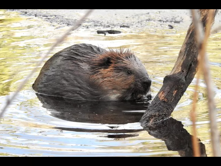 A beaver at Wayland Reservoir in Wayland, photographed by Chuck Hill.