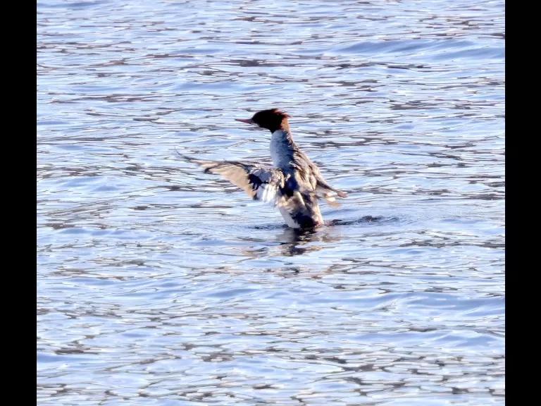 A common merganser at the Sudbury Reservoir in Southborough, photographed by Steve Forman.