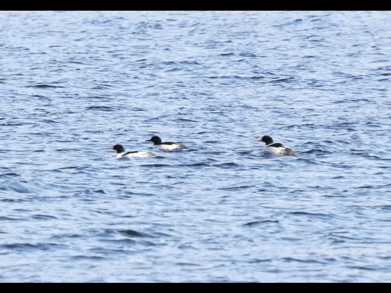 A common merganser at the Sudbury Reservoir in Southborough, photographed by Steve Forman.