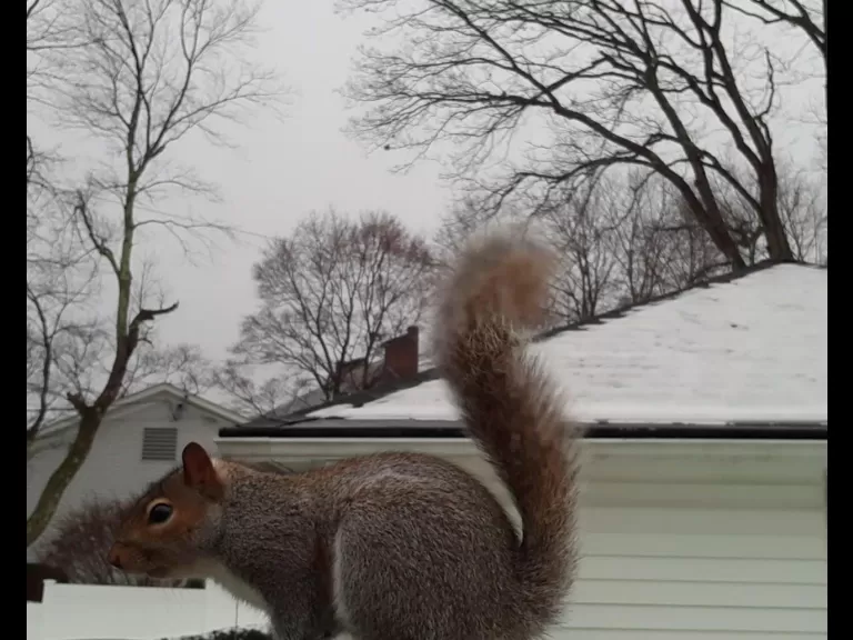 Eastern bluebirds in Maynard, photographed by William Watt.
