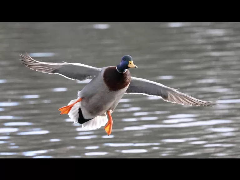 A mallard at Hager Pond in Marlborough, photographed by Steve Forman.