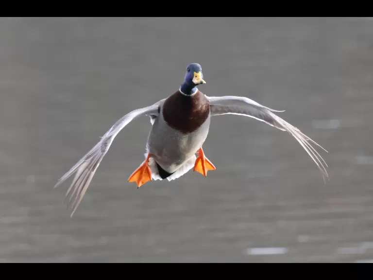 A mallard at Hager Pond in Marlborough, photographed by Steve Forman.
