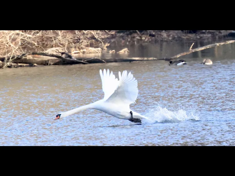 A mallard at Hager Pond in Marlborough, photographed by Steve Forman.