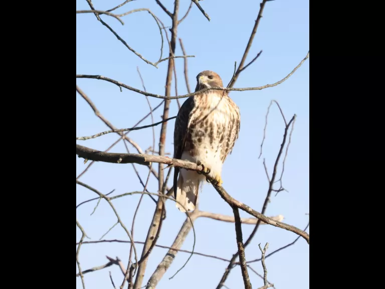 A northern mockingbird at Breakneck Hill Conservation Land in Southborough, photographed by Steve Forman.