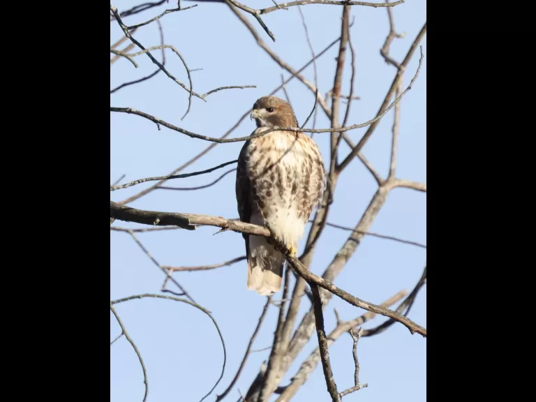 A northern mockingbird at Breakneck Hill Conservation Land in Southborough, photographed by Steve Forman.