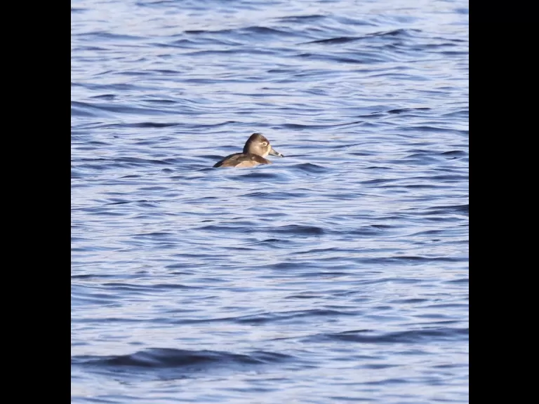 A common merganser at the Sudbury Reservoir in Southborough, photographed by Steve Forman.