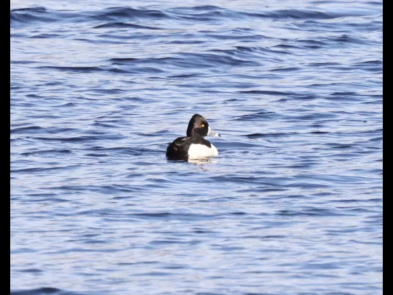 A common merganser at the Sudbury Reservoir in Southborough, photographed by Steve Forman.