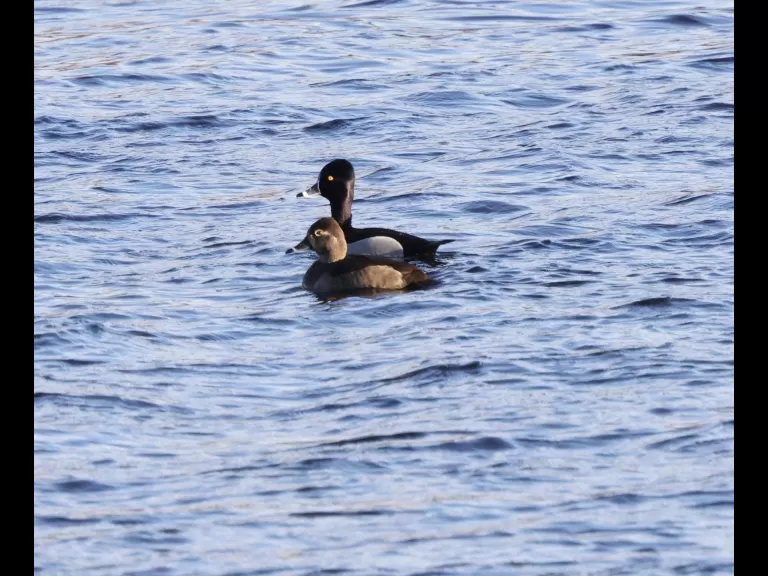 A common merganser at the Sudbury Reservoir in Southborough, photographed by Steve Forman.