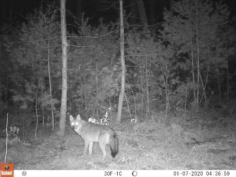 A coyote at SVT's General Federation of Women's Clubs of Massachusetts Memorial Forest in Sudbury, photographed with an automatically triggered wildlife camera by Craig Smith.