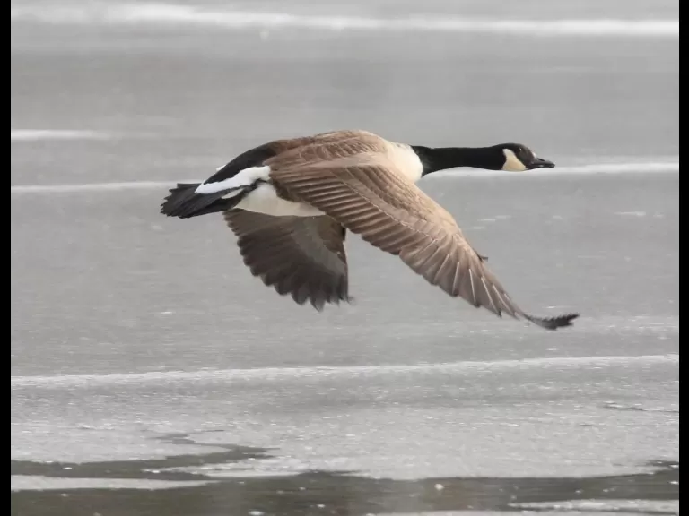 Canada geese at Hager Pond in Marlborough, photographed by Steve Forman.