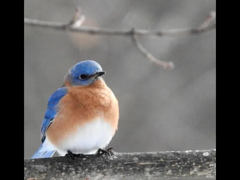 An eastern bluebird in Framingham, photographed by Katharine Becker.