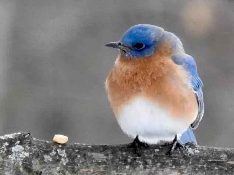 An eastern bluebird in Framingham, photographed by Katharine Becker.