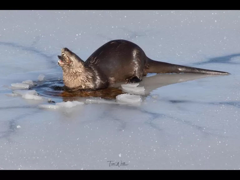 A river otter at Fort Meadow Reservoir in Marlborough, photographed by Tami White.