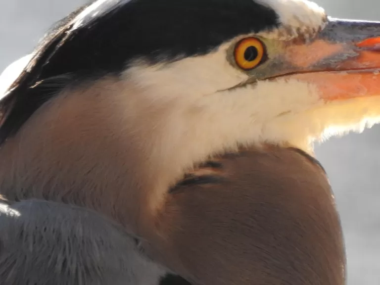 A great blue heron on the Sudbury River in Framingham, photographed by Tom Schneider.