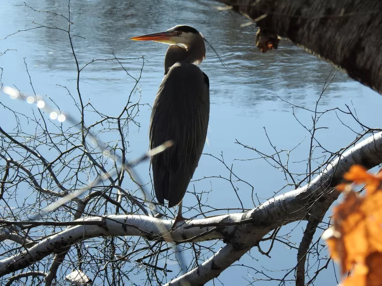 A great blue heron on the Sudbury River in Framingham, photographed by Tom Schneider.