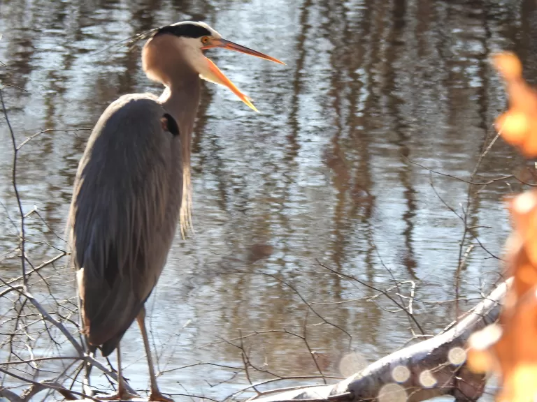 A great blue heron on the Sudbury River in Framingham, photographed by Tom Schneider.