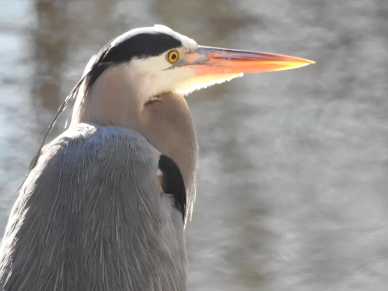 A great blue heron on the Sudbury River in Framingham, photographed by Tom Schneider.