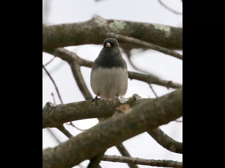 A dark-eyed junco at Breakneck Hill Conservation Land in Southborough, photographed by Steve Forman.