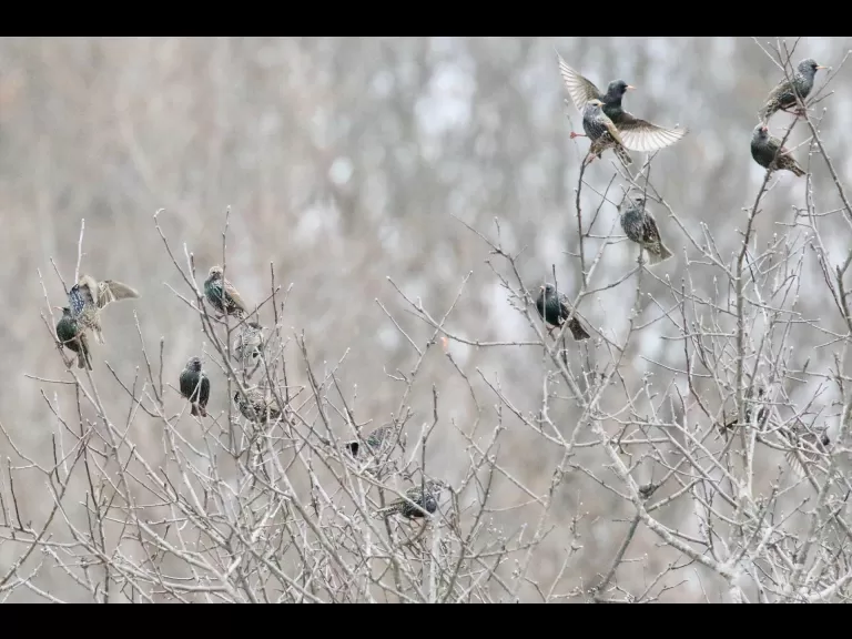 A dark-eyed junco at Breakneck Hill Conservation Land in Southborough, photographed by Steve Forman.