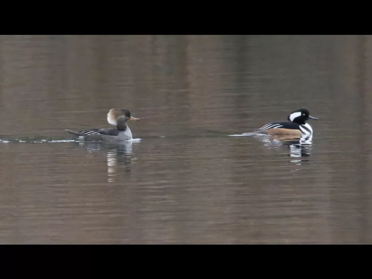 Hooded mergansers at Hager Pond in Marlborough, photographed by Steve Forman.