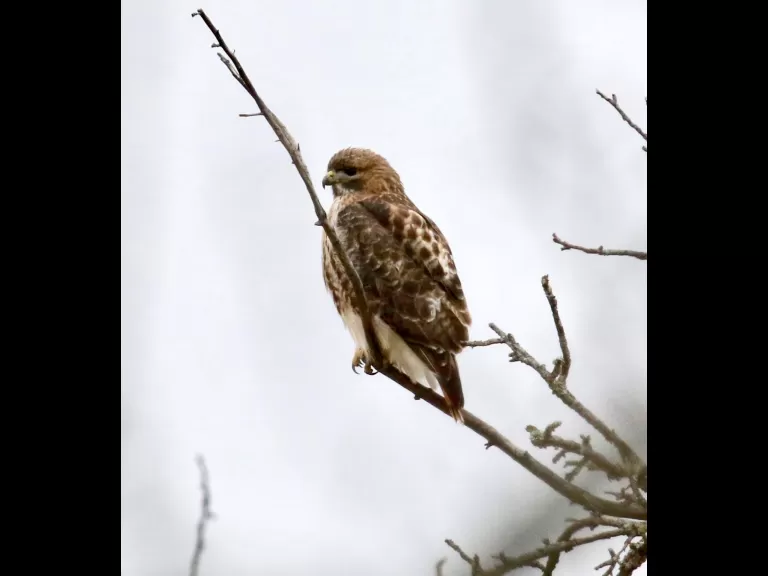 A dark-eyed junco at Breakneck Hill Conservation Land in Southborough, photographed by Steve Forman.