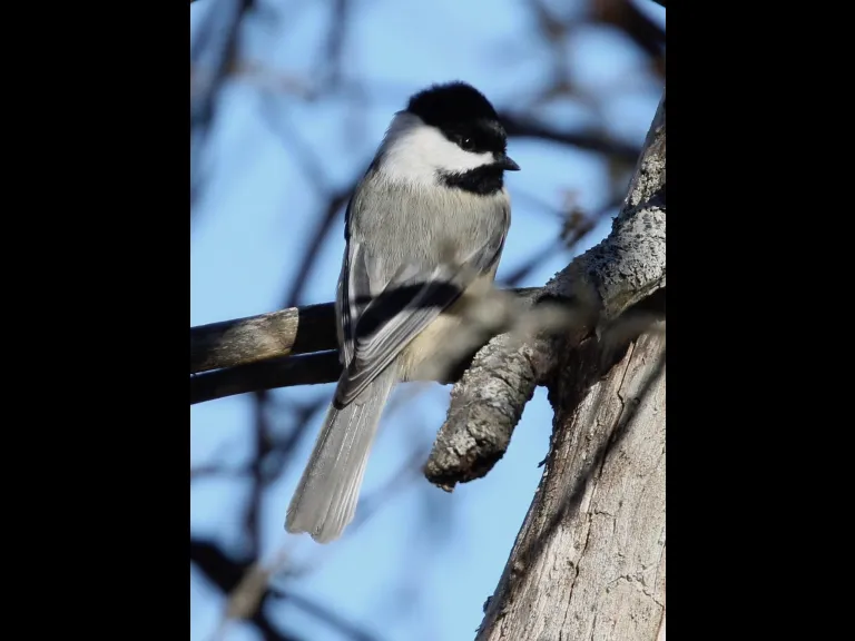 A black-capped chickadee at Breakneck Hill Conservation Land in Southborough, photographed by Steve Forman.