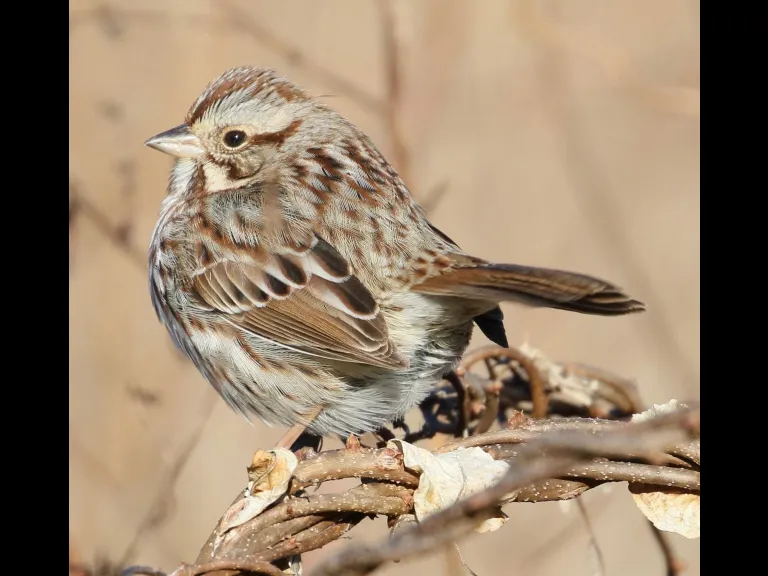 A black-capped chickadee at Breakneck Hill Conservation Land in Southborough, photographed by Steve Forman.