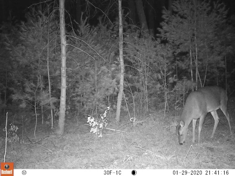 A white-tailed deer at SVT's General Federation of Women's Clubs of Massachusetts Memorial Forest in Sudbury, photographed with an automatically triggered wildlife camera by Craig Smith.