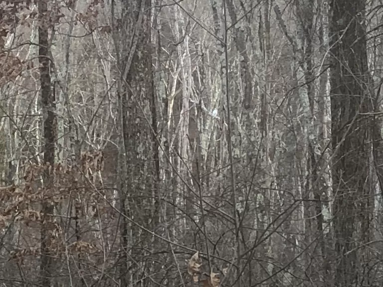 A leucistic red-tailed hawk in Southborough, photographed by Rebecca Watters.