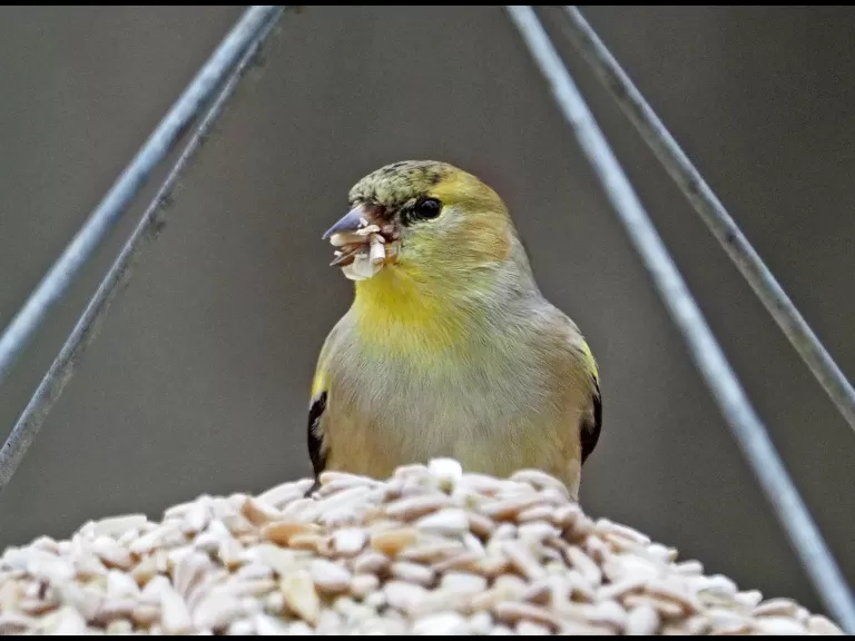 An American goldfinch in Framingham, photographed by Joan Chasan.