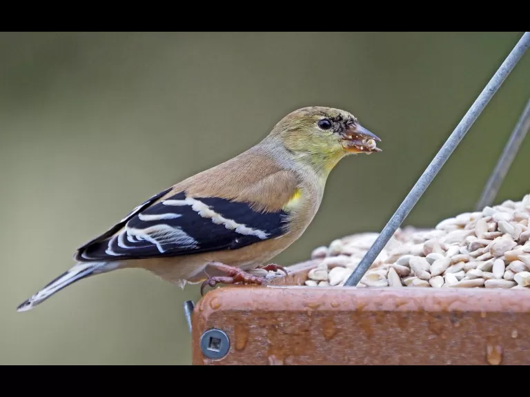 An American goldfinch in Framingham, photographed by Joan Chasan.