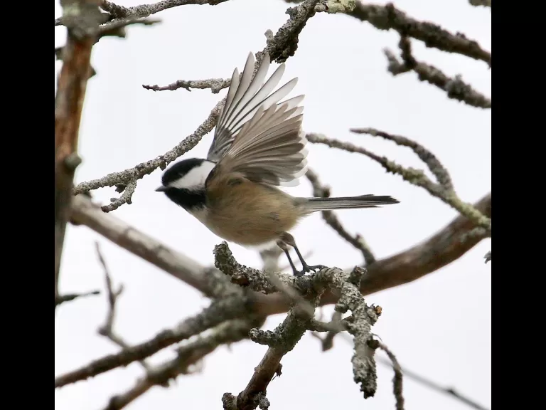 A black-capped chickadee at Breakneck Hill Conservation Land in Southborough, photographed by Steve Forman.