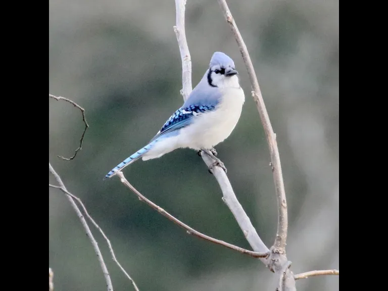 A black-capped chickadee at Breakneck Hill Conservation Land in Southborough, photographed by Steve Forman.