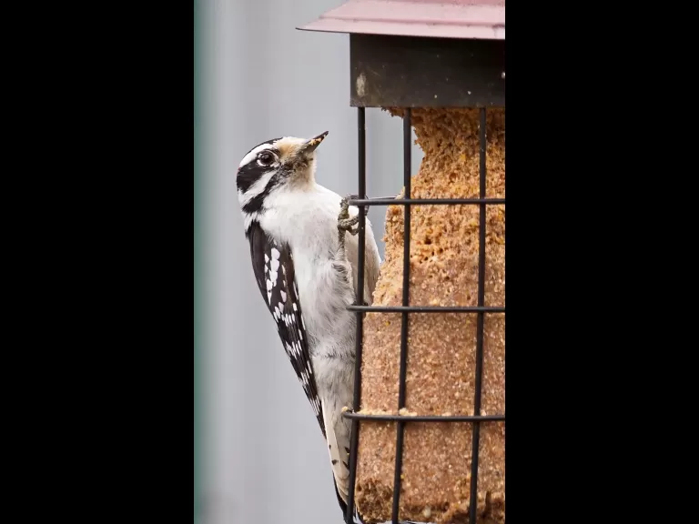 An American goldfinch in Framingham, photographed by Joan Chasan.