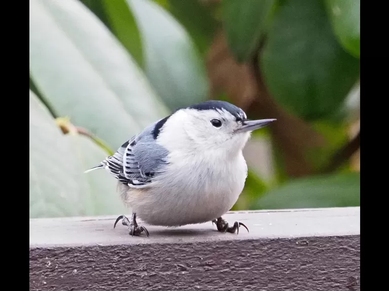 An American goldfinch in Framingham, photographed by Joan Chasan.