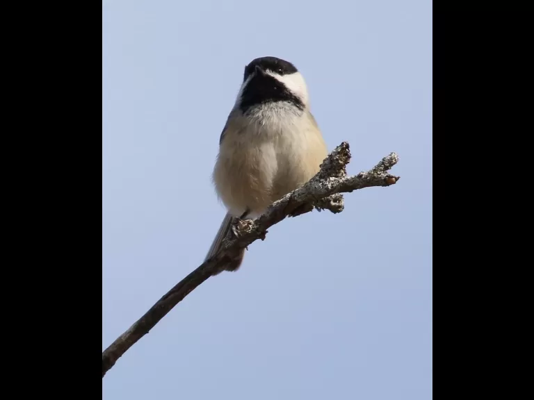 A black-capped chickadee at Breakneck Hill Conservation Land in Southborough, photographed by Steve Forman.