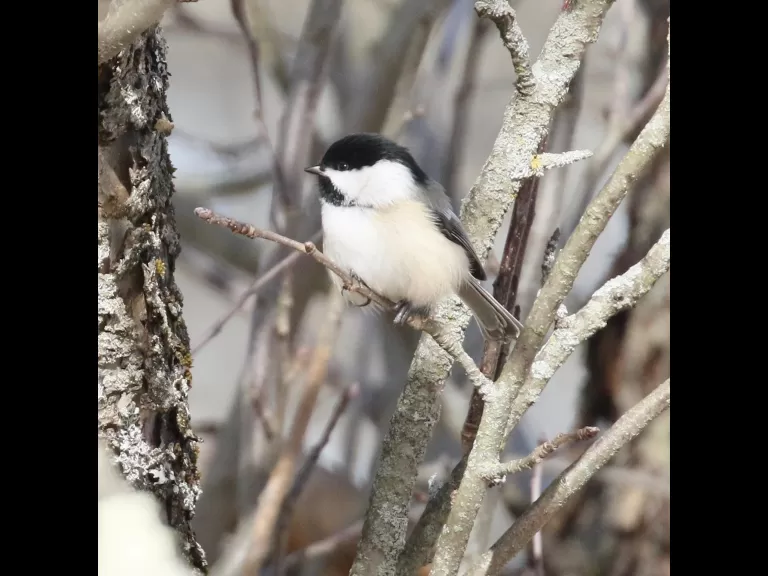 A black-capped chickadee at Breakneck Hill Conservation Land in Southborough, photographed by Steve Forman.