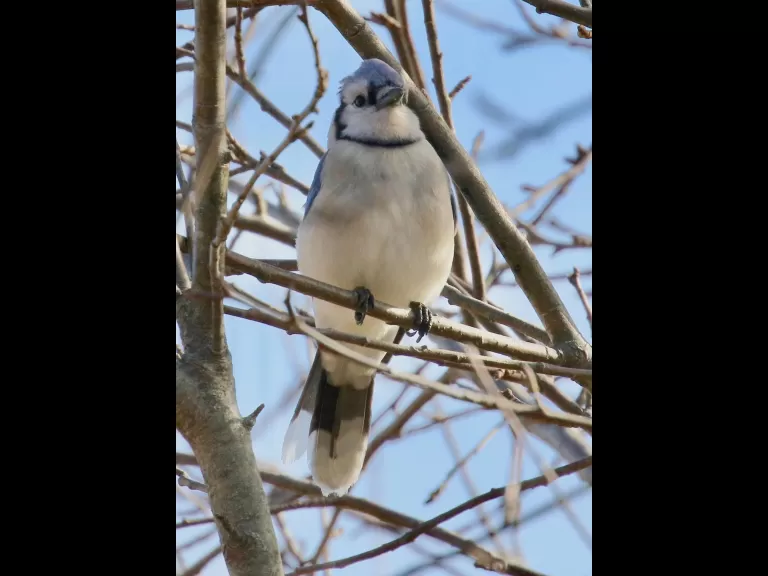 A black-capped chickadee at Breakneck Hill Conservation Land in Southborough, photographed by Steve Forman.