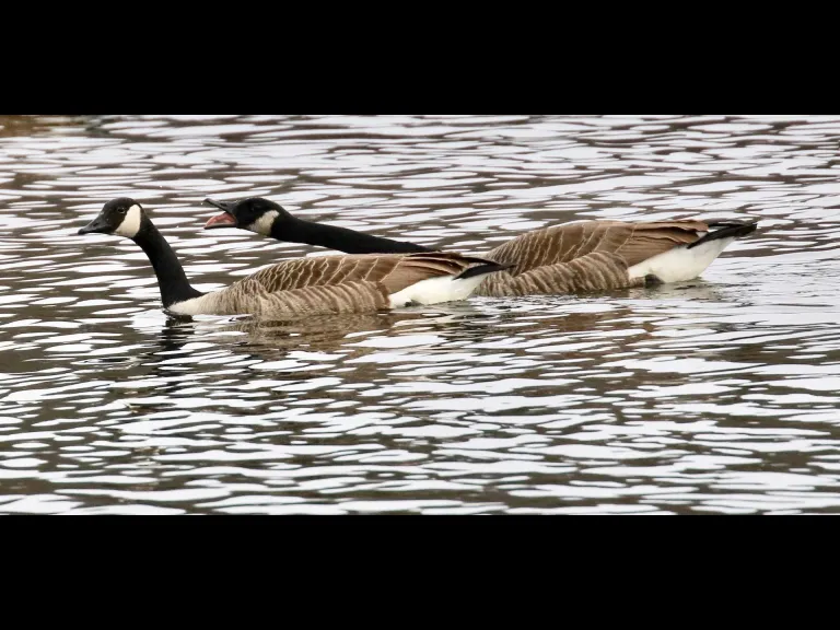 A mallard at Hager Pond in Marlborough, photographed by Steve Forman.