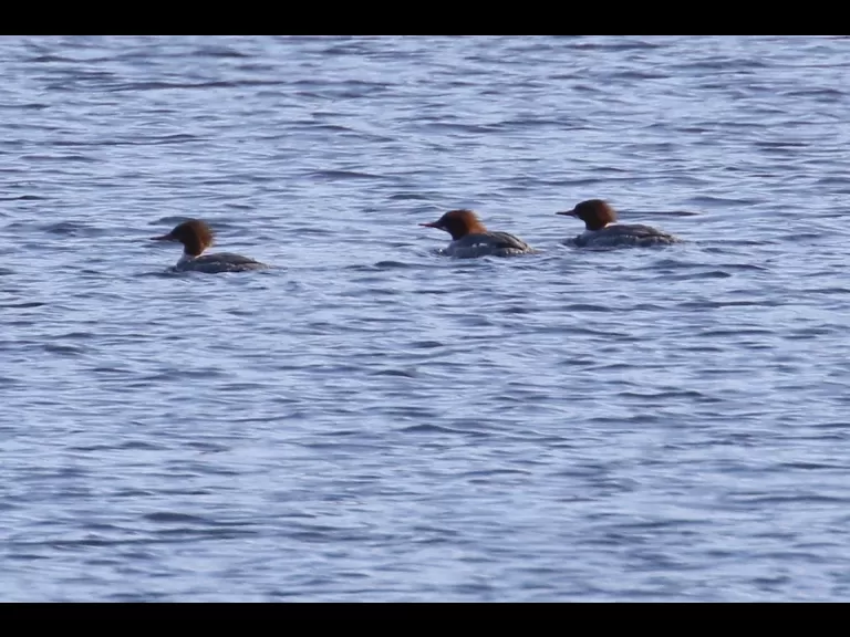Common mergansers on the Sudbury Reservoir in Southborough, photographed by Steve Forman.