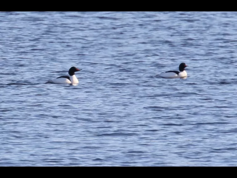 Common mergansers on the Sudbury Reservoir in Southborough, photographed by Steve Forman.