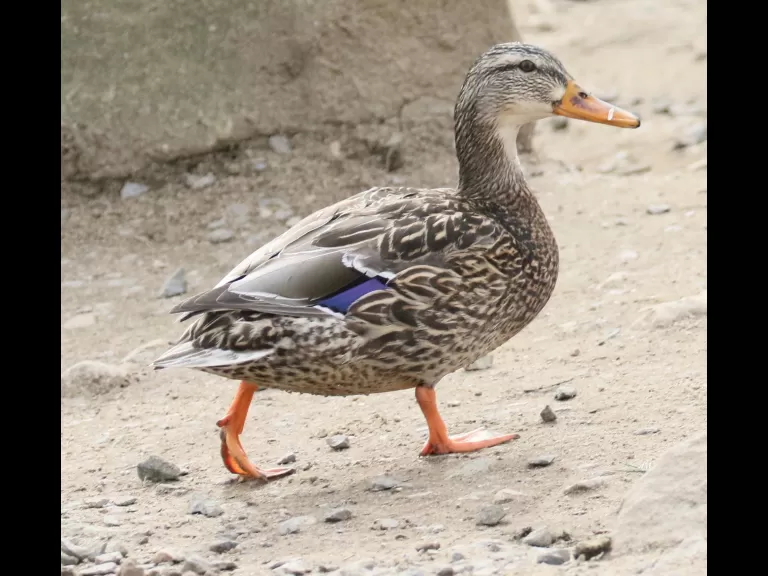 A mallard at Hager Pond in Marlborough, photographed by Steve Forman.