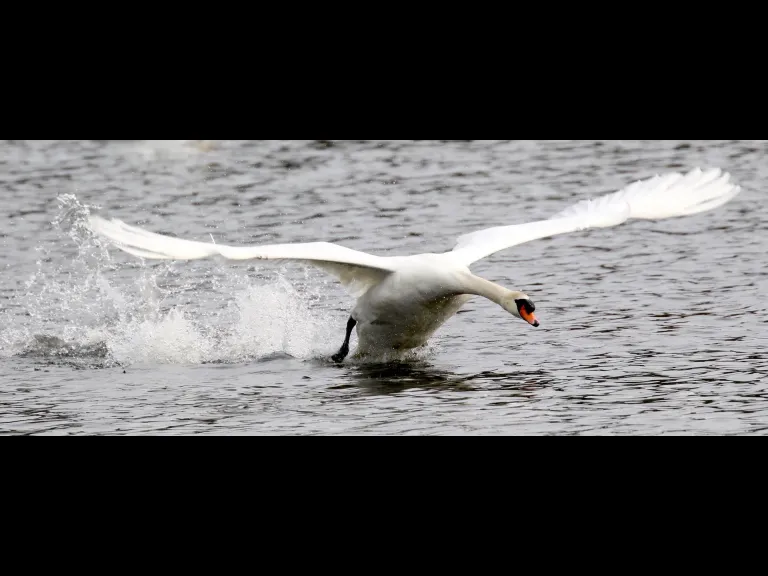 A mallard at Hager Pond in Marlborough, photographed by Steve Forman.