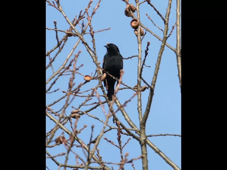 A black-capped chickadee at Breakneck Hill Conservation Land in Southborough, photographed by Steve Forman.