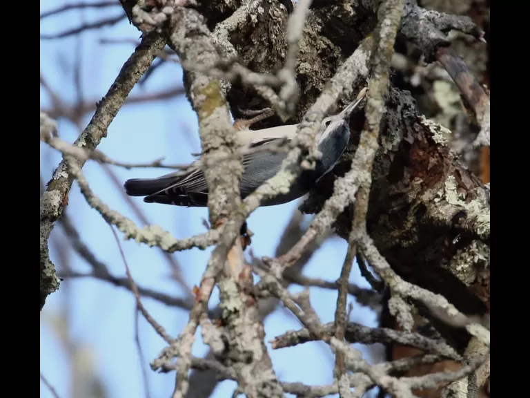 A black-capped chickadee at Breakneck Hill Conservation Land in Southborough, photographed by Steve Forman.