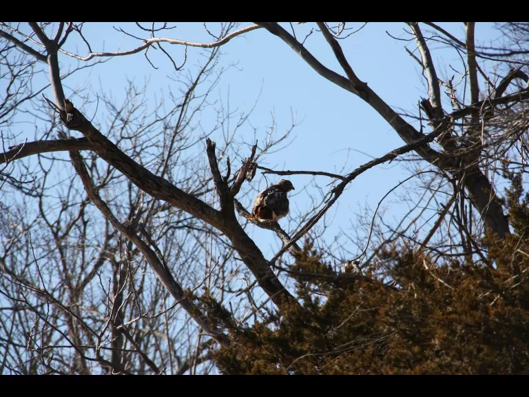 A red-tailed hawk in Northborough, photographed by Jon Turner.