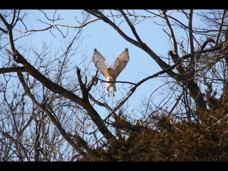 A red-tailed hawk in Northborough, photographed by Jon Turner.