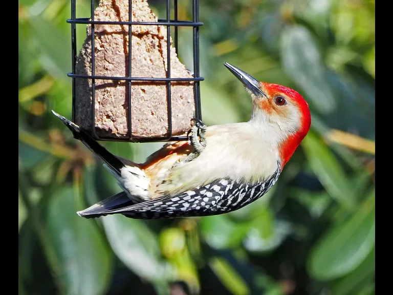 A red-bellied woodpecker in Framingham, photographed by Joan Chasan.